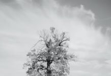 Tips For Study In Still Life Art Digital Photography Art